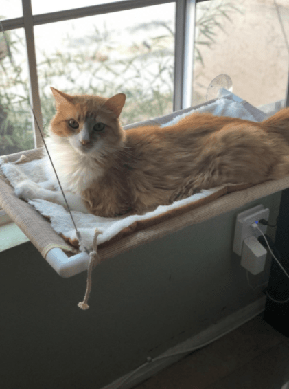 Kattfönstersängen