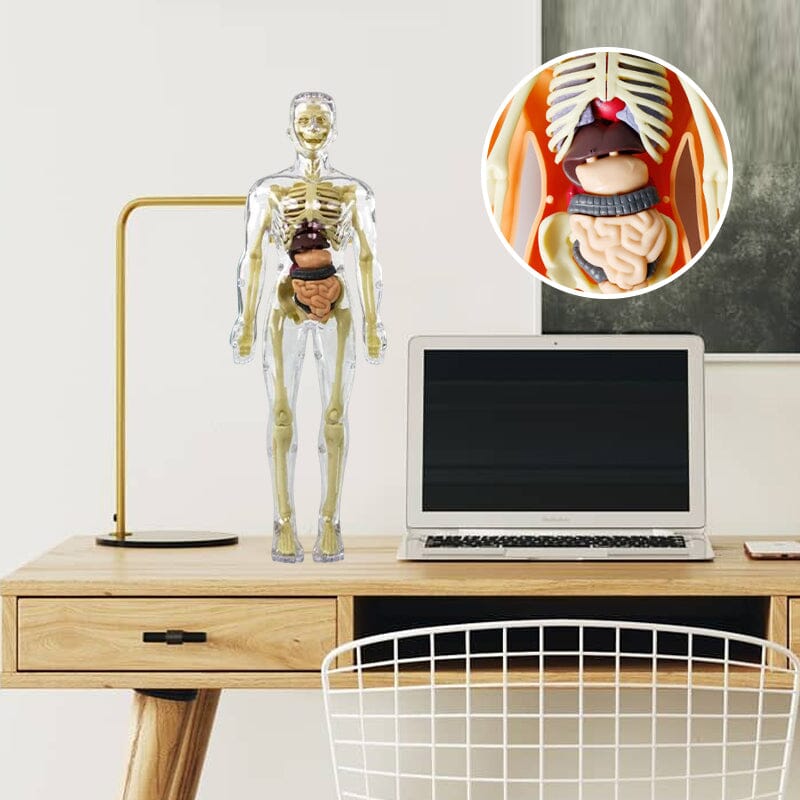 3D Anatomiskt korrekt skelett - Leksaksmodell
