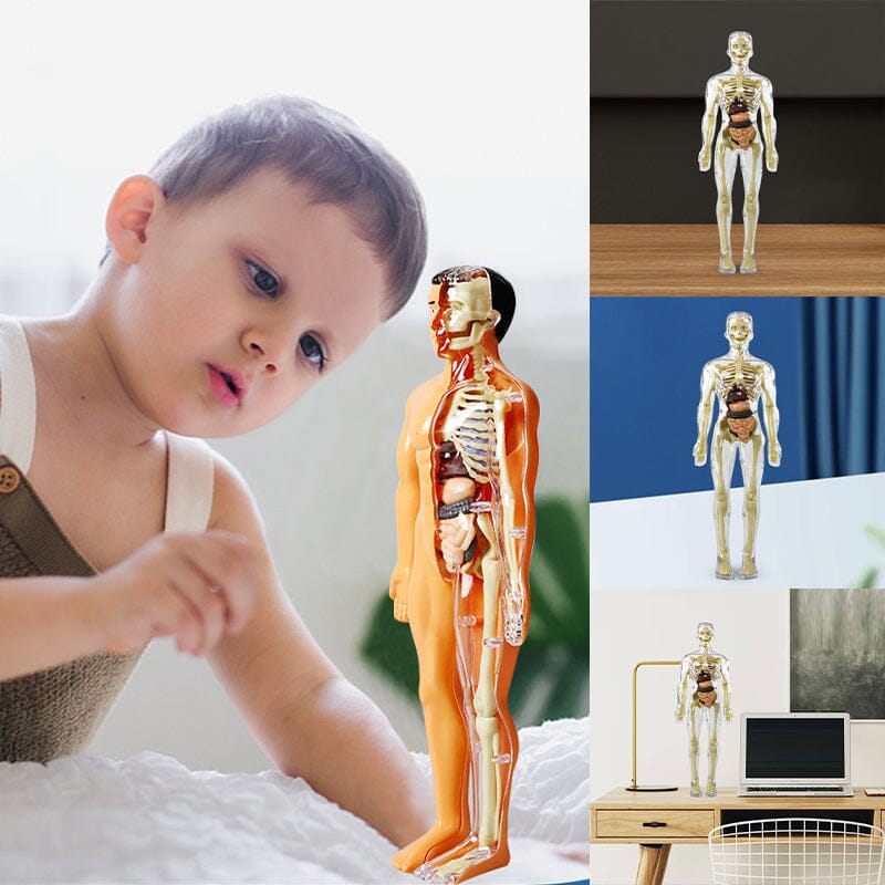 3D Anatomiskt korrekt skelett - Leksaksmodell