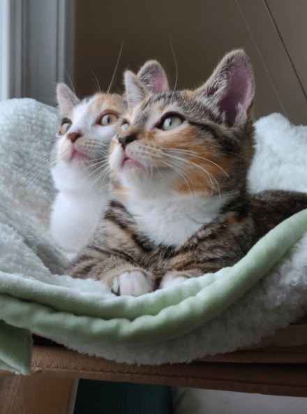 Kattfönstersängen